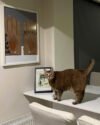 Artboard 10 Pet Portre Çizgisel Poster | Tablo