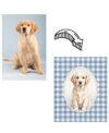 pet portrait cartoon öncesi sonrası Cartoon Pet Portre Poster | Tablo